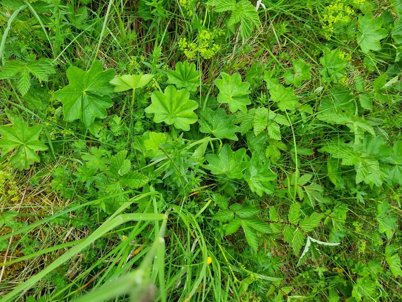 Alchemilla oxyodonta photo 5