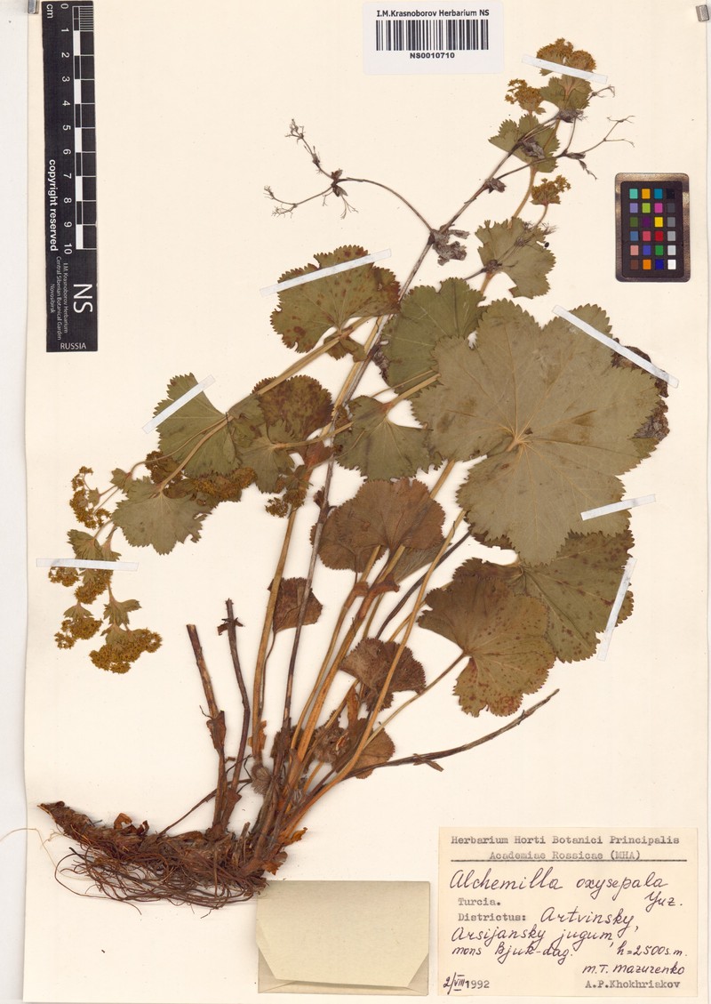 Alchemilla oxysepala