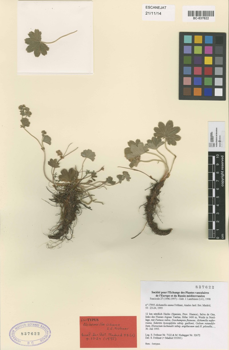 Alchemilla ozana