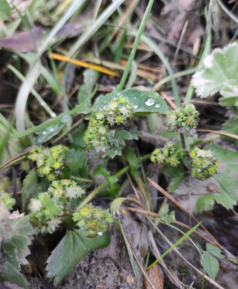 Alchemilla pachyphylla