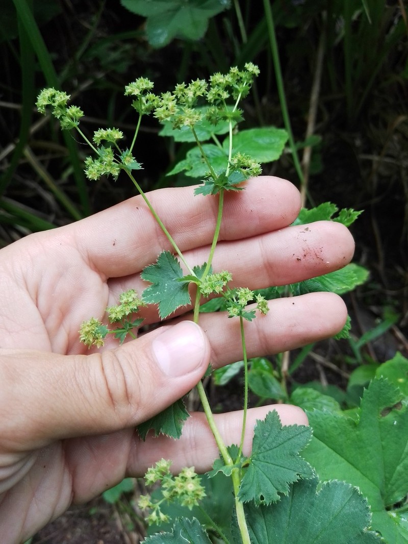 Alchemilla pachyphylla photo 3