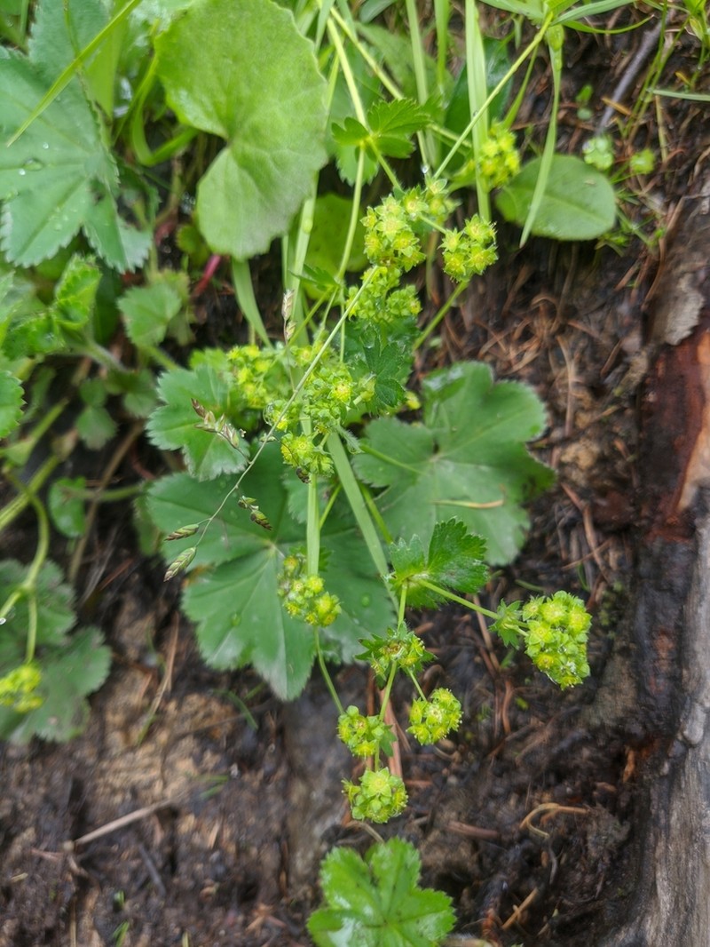 Alchemilla pachyphylla photo 4
