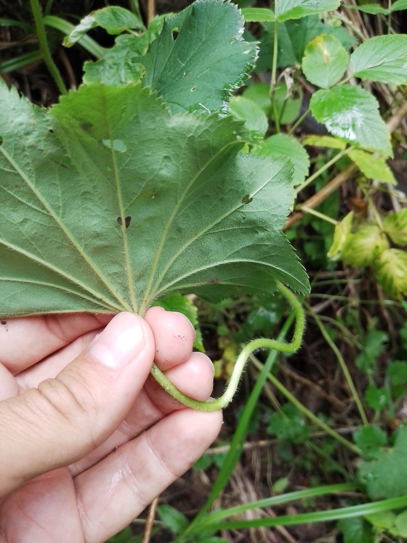 Alchemilla pachyphylla photo 5