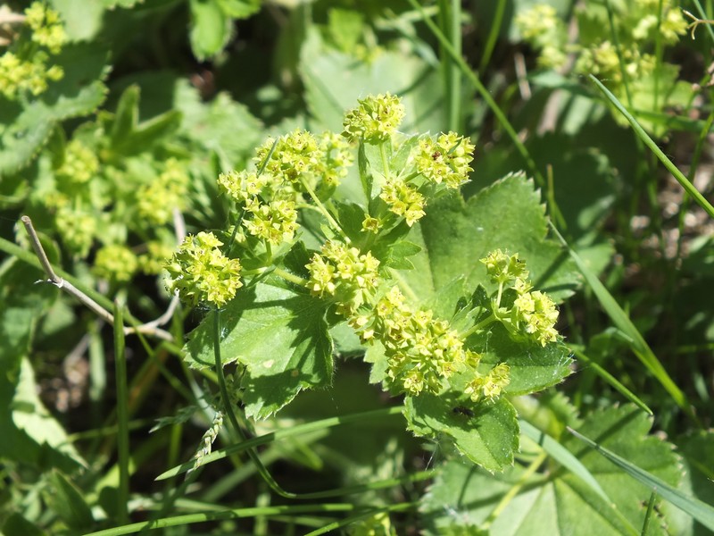 Alchemilla pachyphylla photo 6