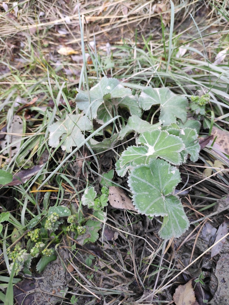 Alchemilla pachyphylla photo 8