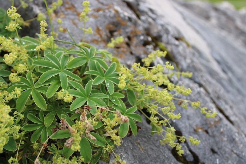 Alchemilla pallens