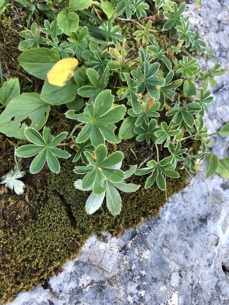 Alchemilla pallens photo 2