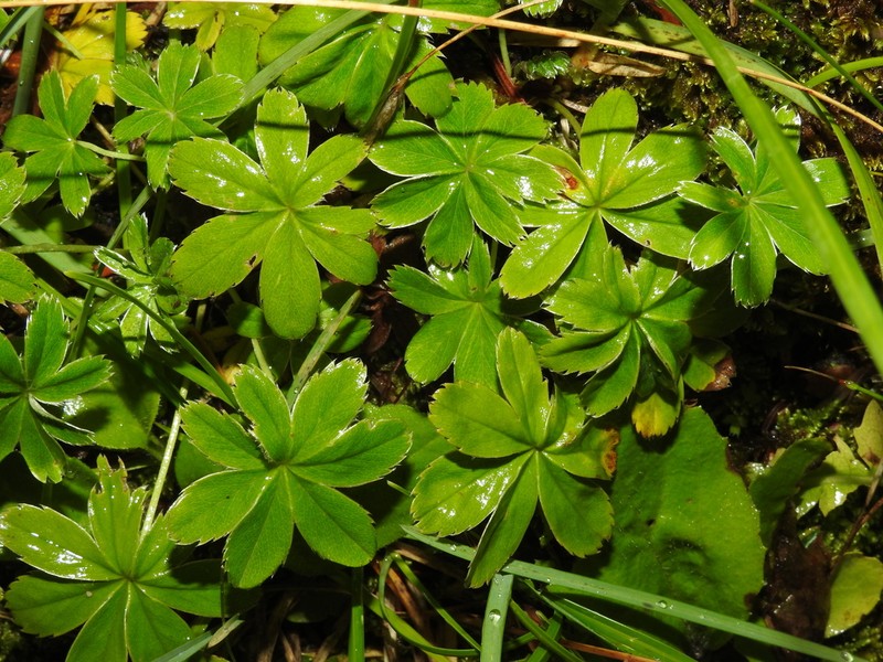 Alchemilla pallens photo 3