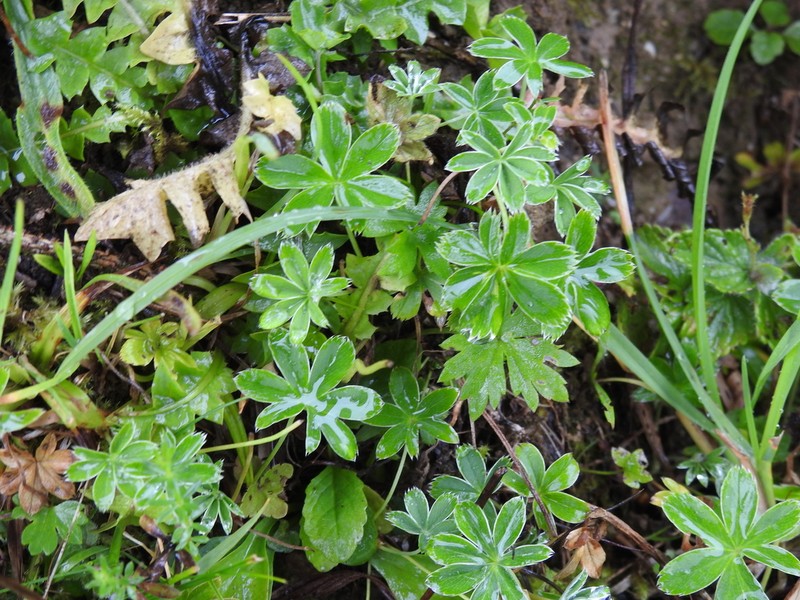 Alchemilla pallens photo 4