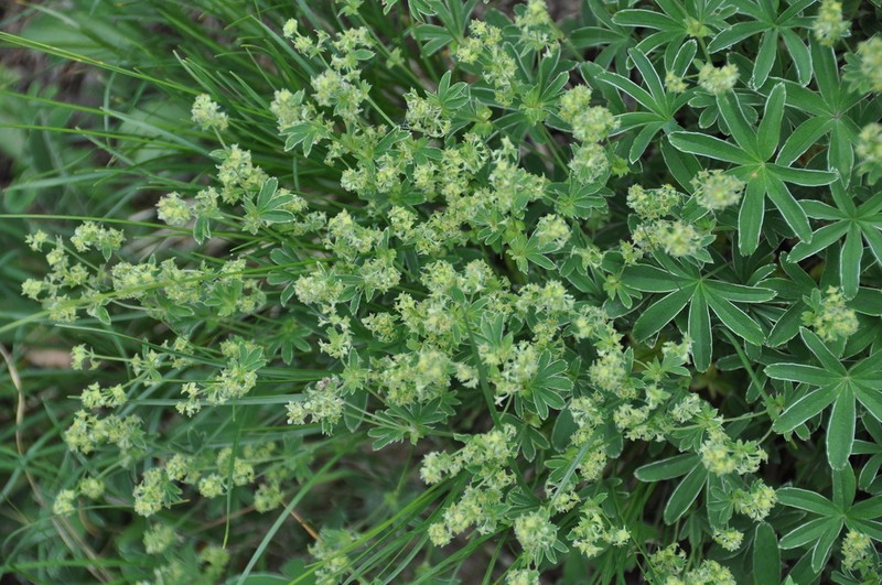 Alchemilla pallens photo 5