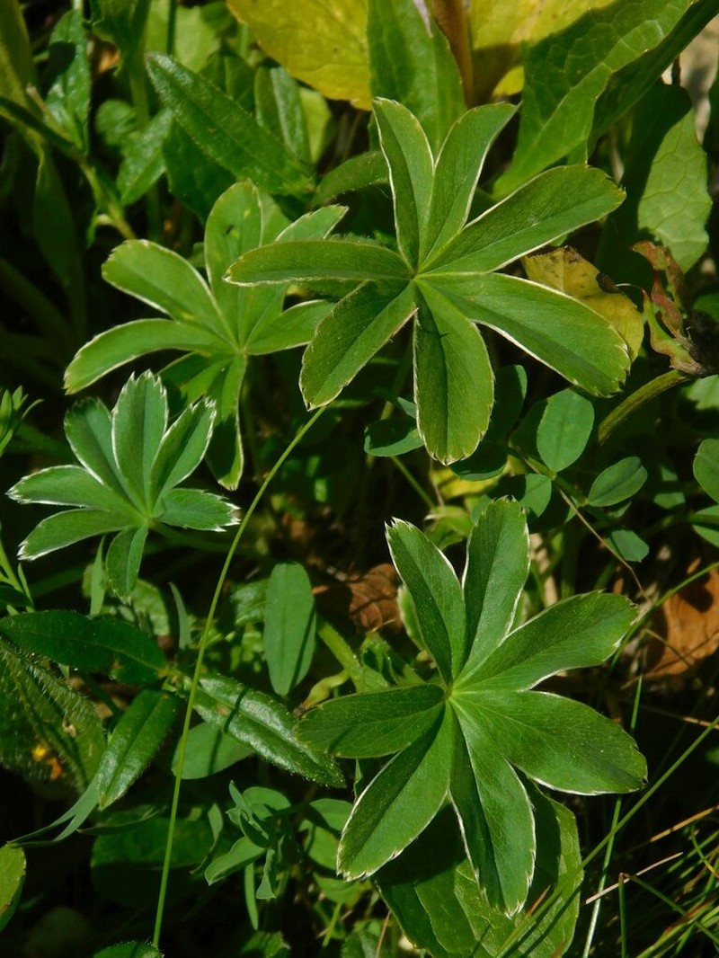 Alchemilla pallens photo 6