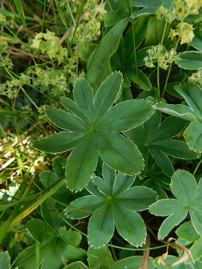 Alchemilla pallens photo 7