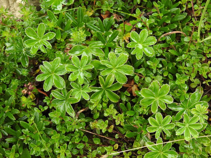 Alchemilla pallens photo 8