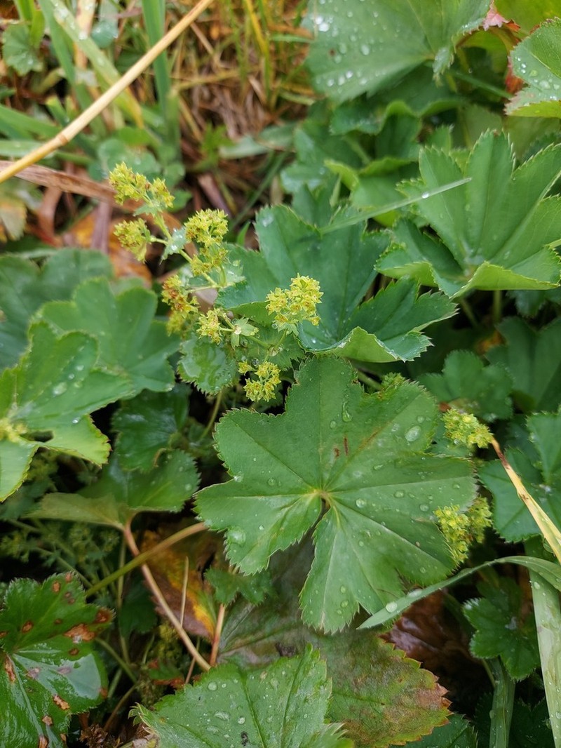 Alchemilla parcipila