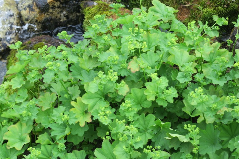 Alchemilla parcipila photo 3