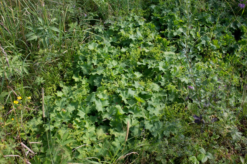 Alchemilla parcipila photo 4