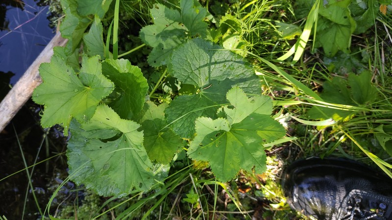 Alchemilla parcipila photo 6