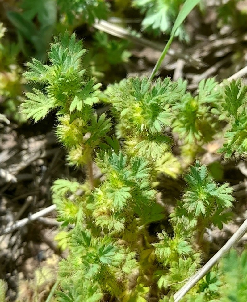 Alchemilla parodii