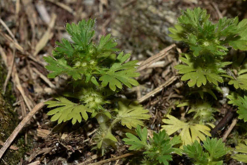 Alchemilla parodii photo 2