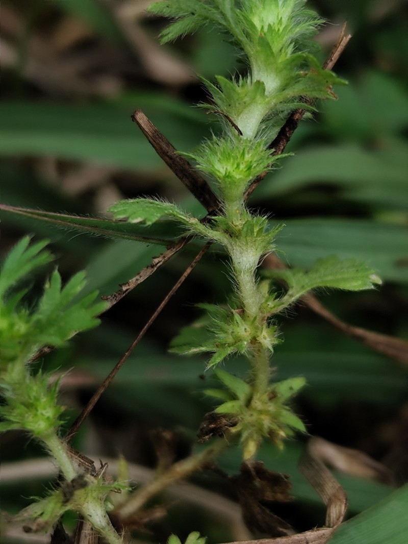 Alchemilla parodii photo 3