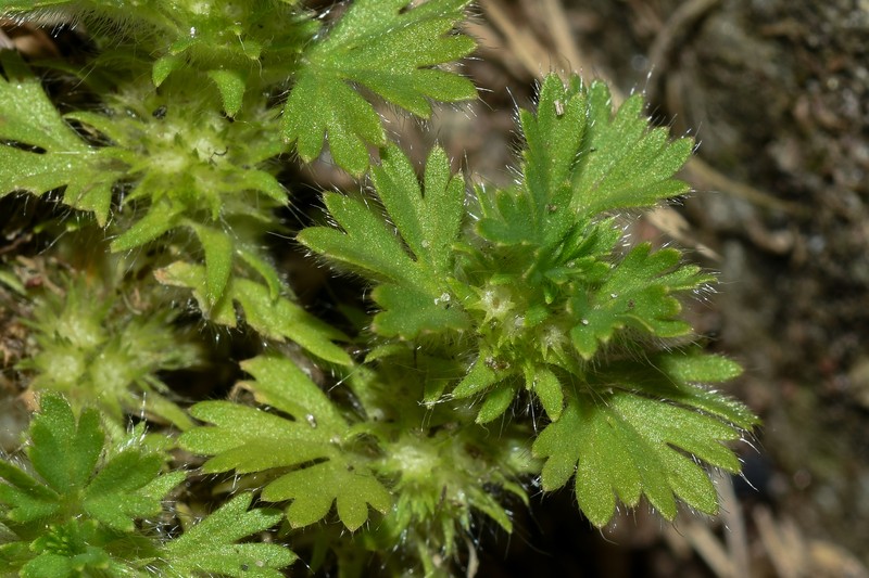 Alchemilla parodii photo 4