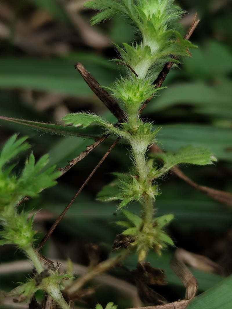 Alchemilla parodii photo 5