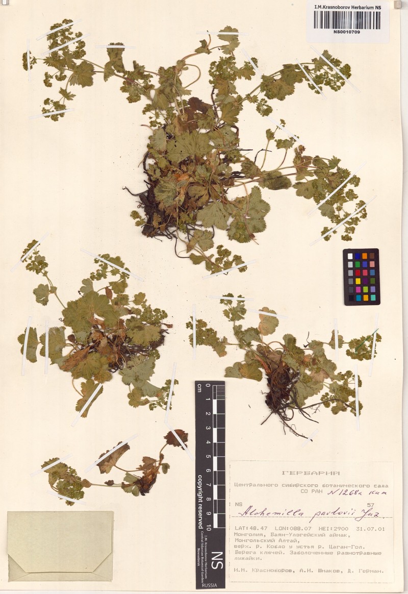 Alchemilla pavlovii