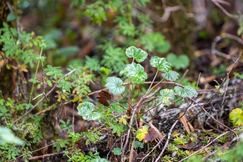 Alchemilla pectinata