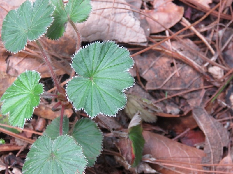 Alchemilla pectinata photo 2