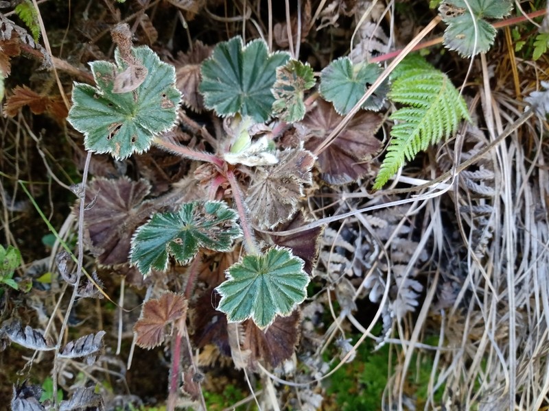 Alchemilla pectinata photo 3