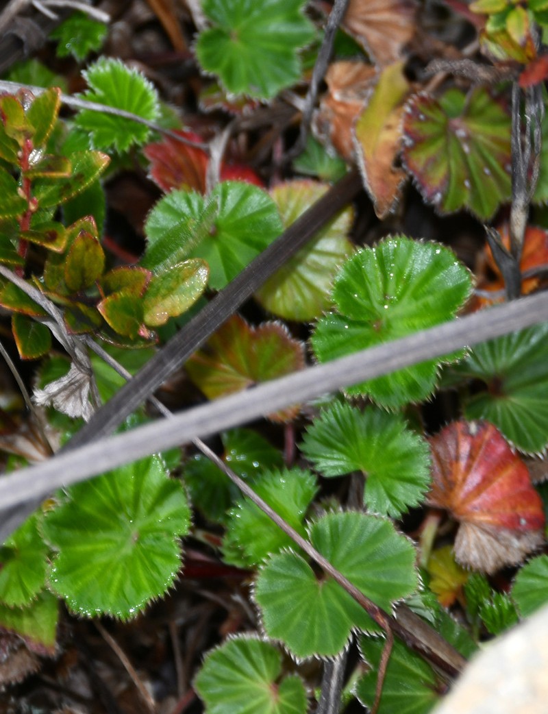 Alchemilla pectinata photo 4