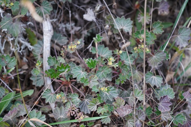 Alchemilla pectinata photo 5