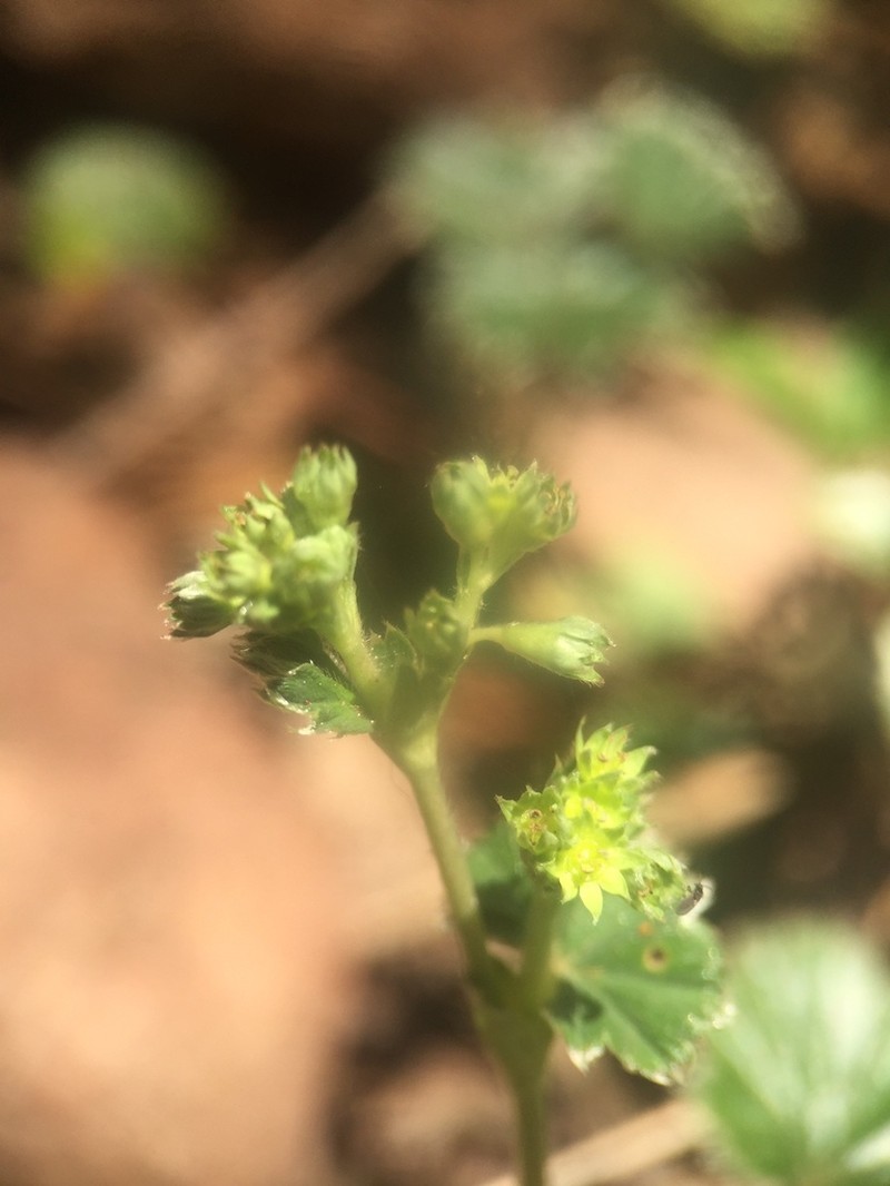 Alchemilla pectinata photo 6