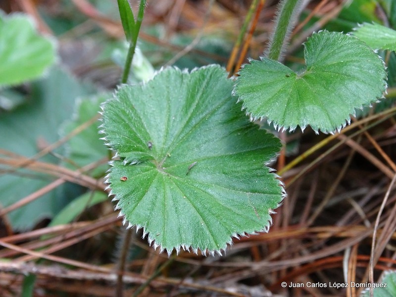 Alchemilla pectinata photo 7
