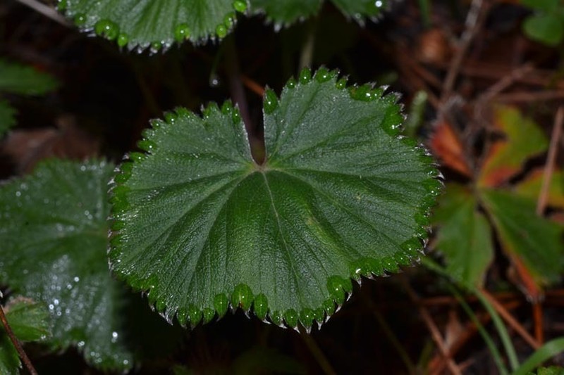 Alchemilla pectinata photo 8