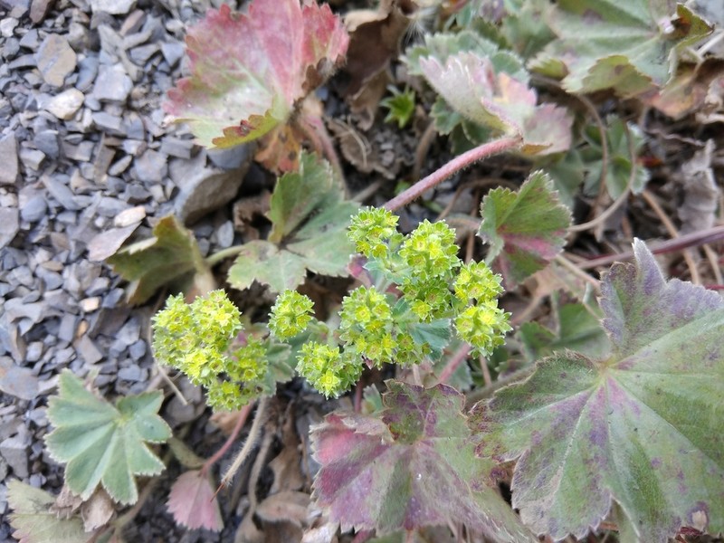 Alchemilla pectiniloba