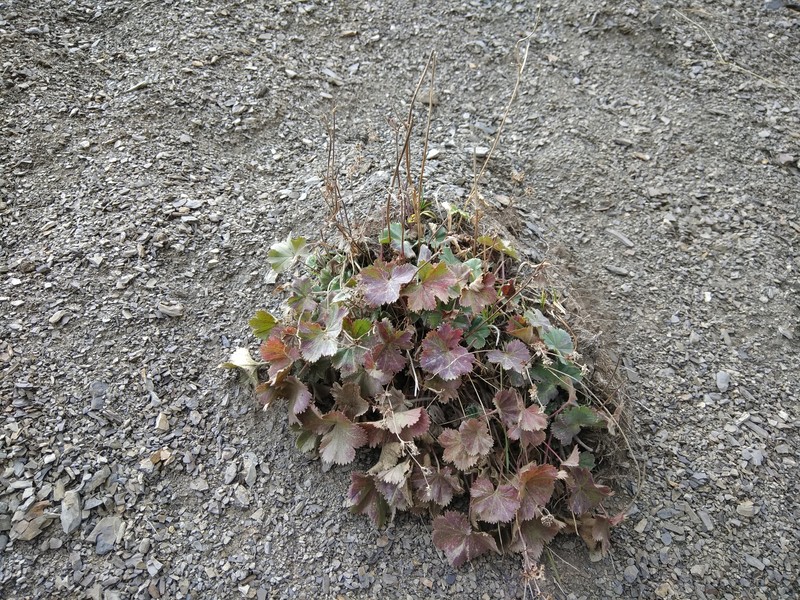 Alchemilla pectiniloba photo 2