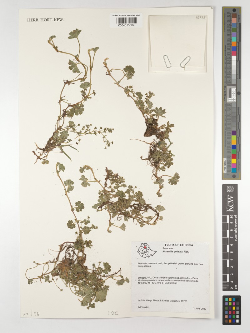 Alchemilla pedata