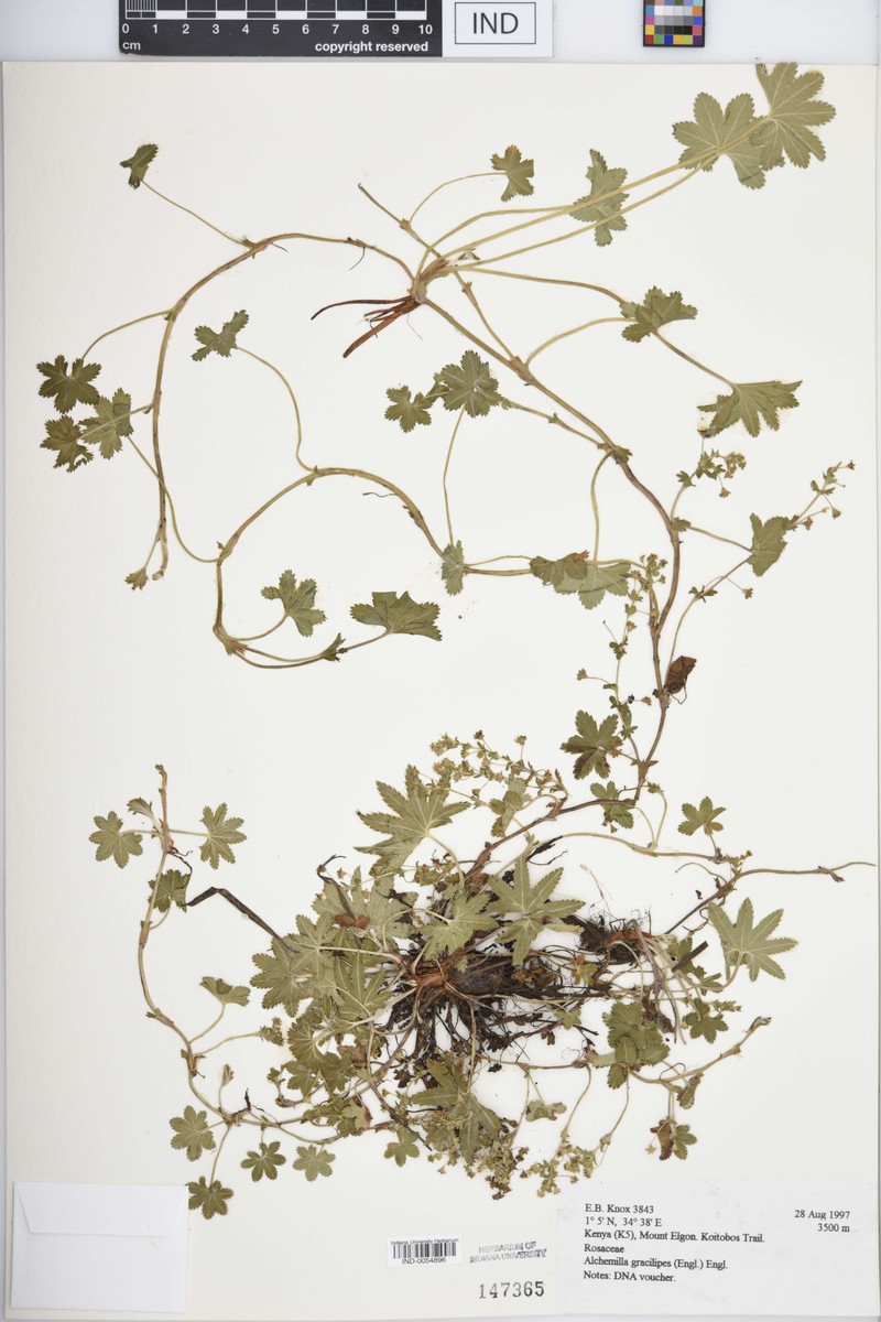 Alchemilla pedata photo 2