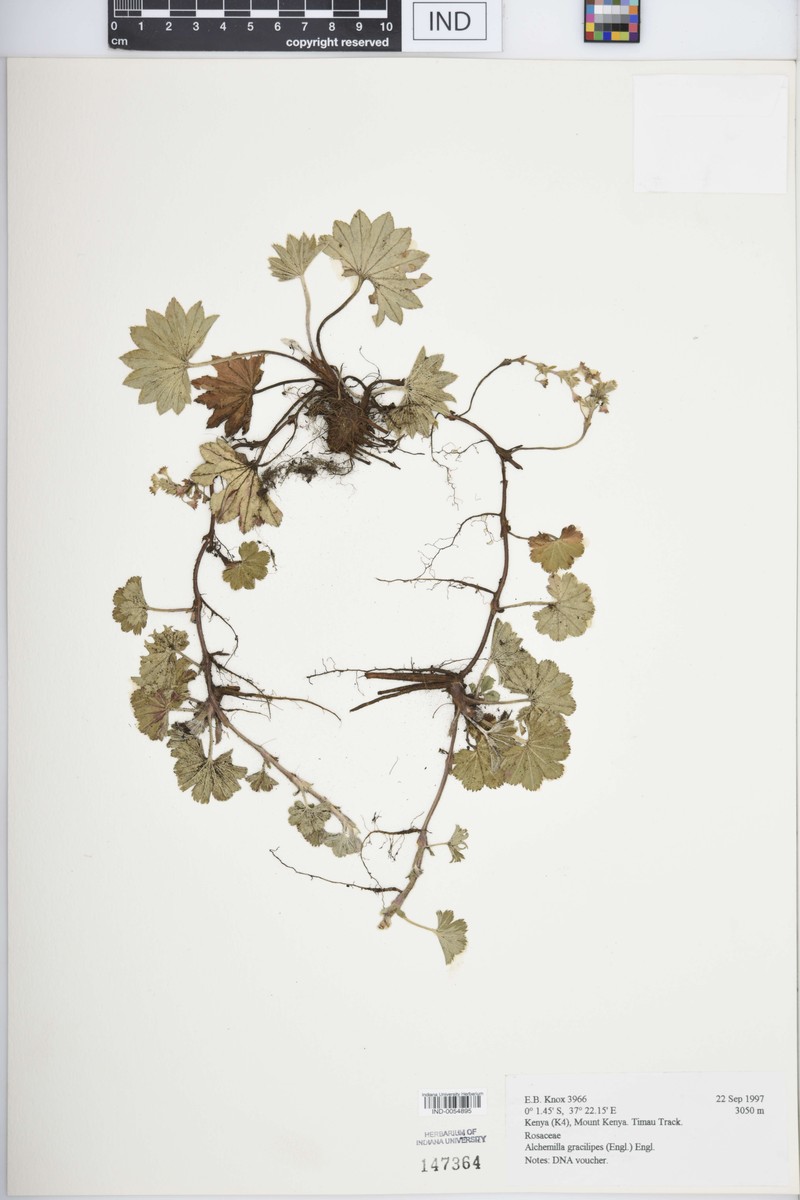 Alchemilla pedata photo 3