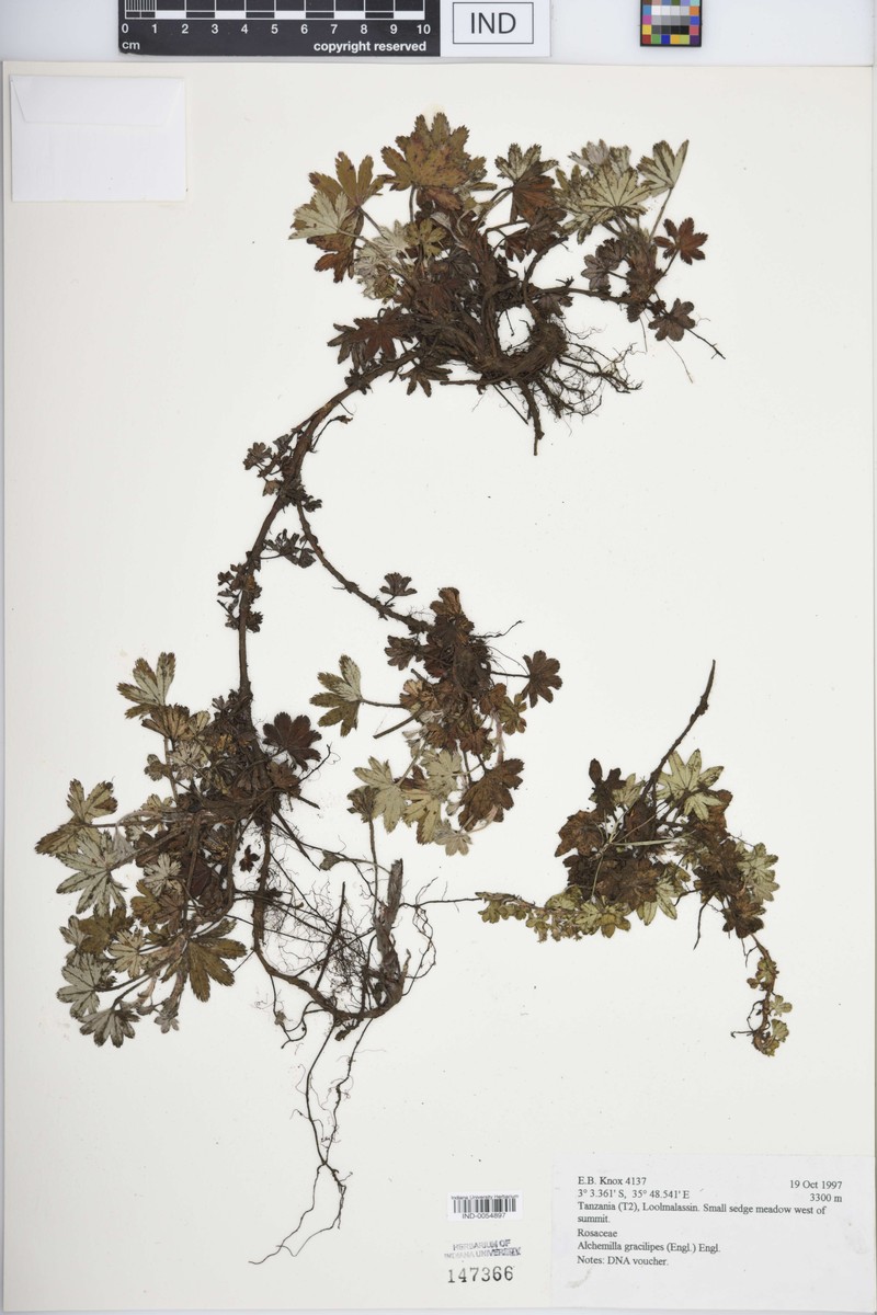 Alchemilla pedata photo 4