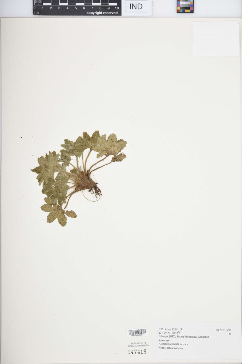 Alchemilla pedata photo 5