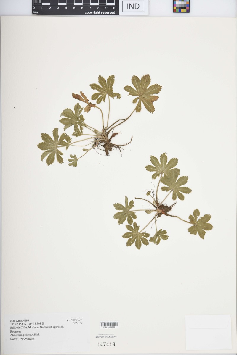 Alchemilla pedata photo 6