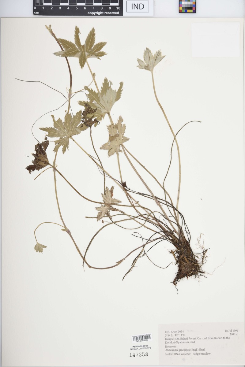 Alchemilla pedata photo 7