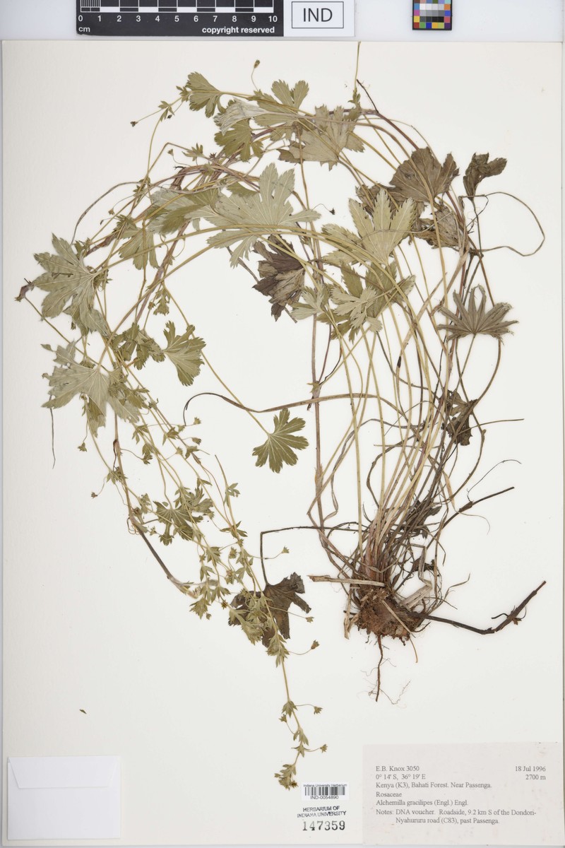 Alchemilla pedata photo 8