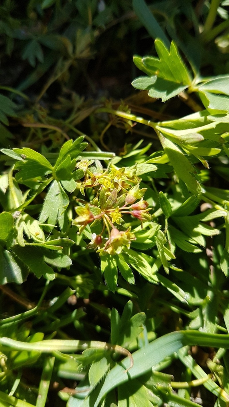 Alchemilla pentaphyllea photo 2