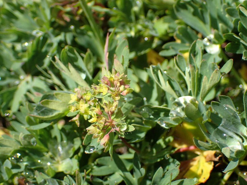 Alchemilla pentaphyllea photo 3