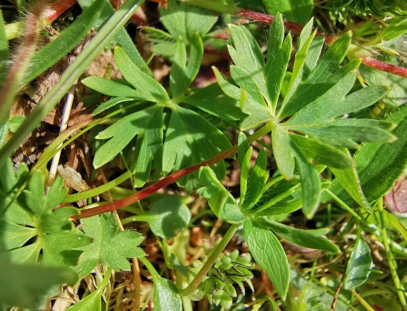 Alchemilla pentaphyllea photo 4