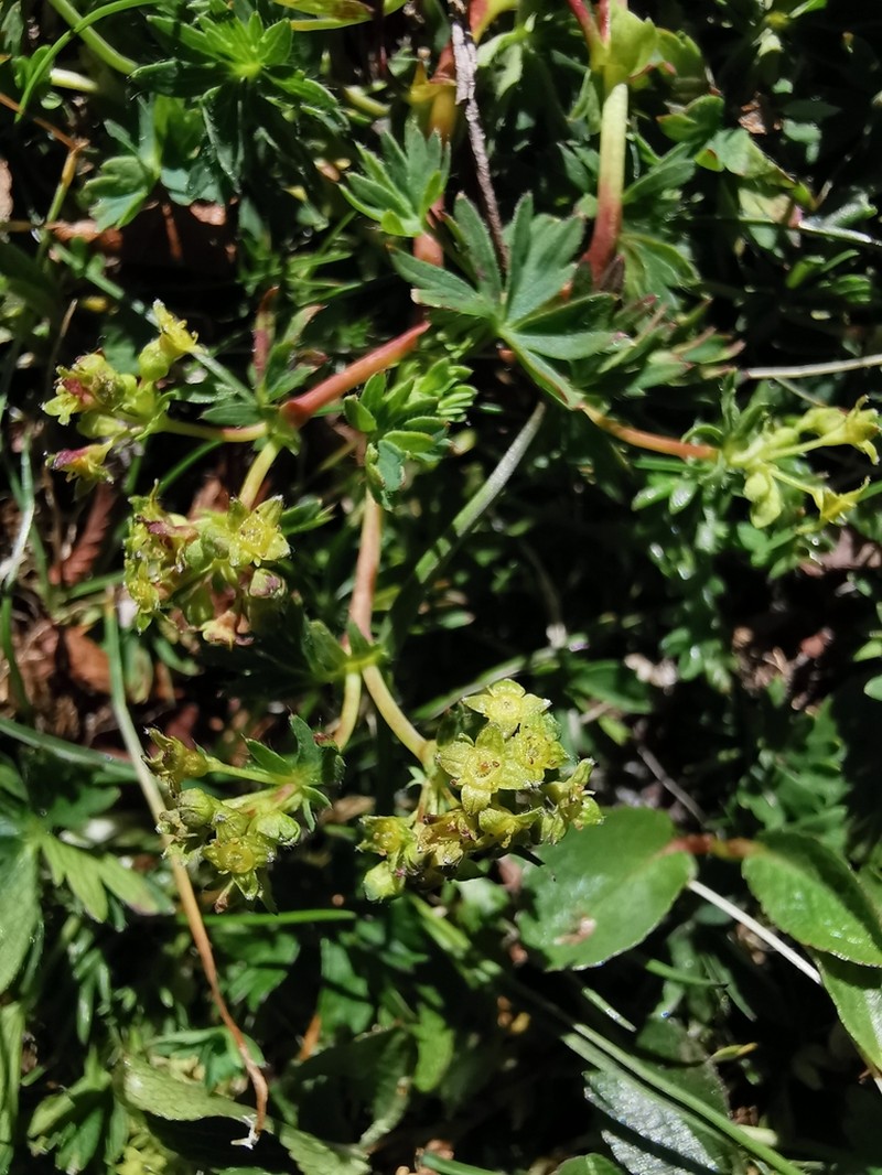 Alchemilla pentaphyllea photo 5