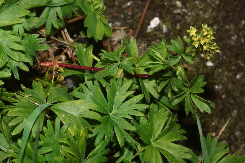 Alchemilla pentaphyllea photo 6